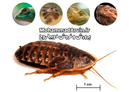 دوره آموزشی پرورش سوسری -پرورش دوبیا روچ