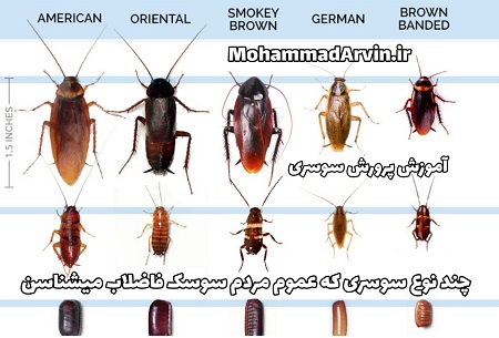 دوره آموزشی پرورش سوسری